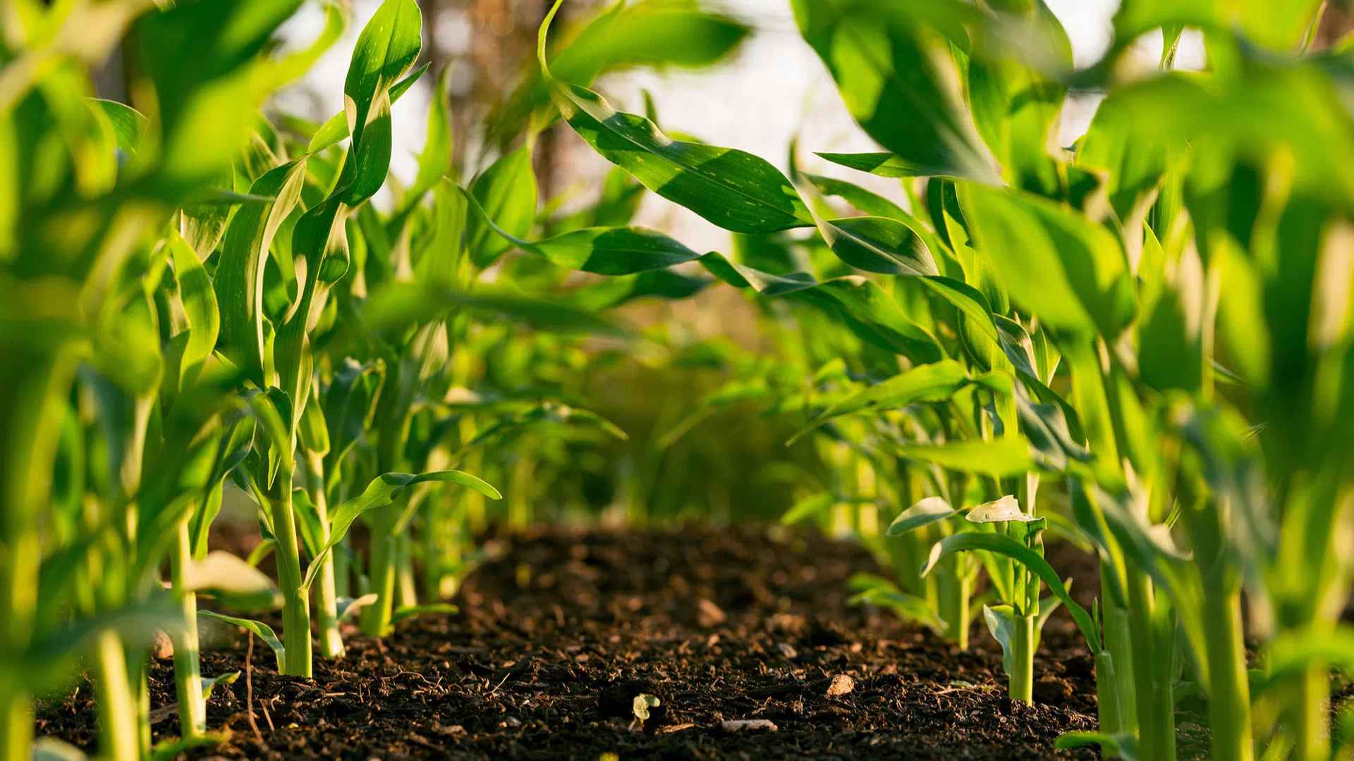 Agricultura Responsable