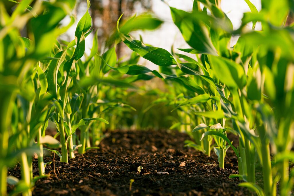 Cultivo Ambiental